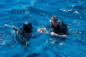 two-divers-gesturing-at-surface-2026-01-09-01-10-28-utc Buzo nadando en la superficie